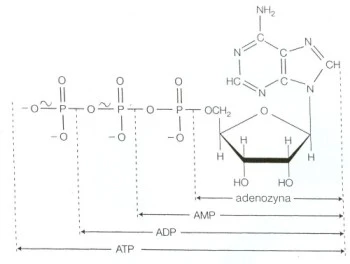 struktura ATP